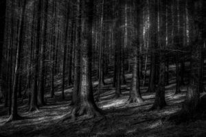 Hear the story of the Larch Trees - Mycreativeimages.com